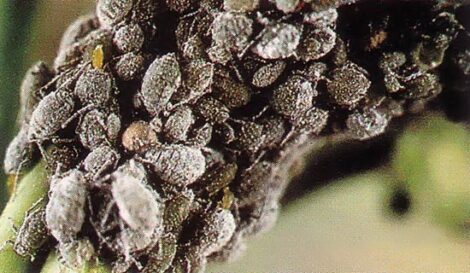 The Backyard Jungle: Aphid Control Image